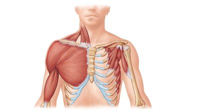 Muscles of the thorax and shoulder