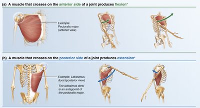 Muscle actions relative to joint position