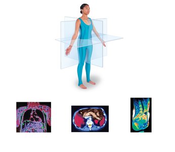 Body planes: sagittal, frontal, transverse