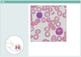 Blood tissue photomicrograph