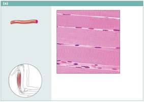 Skeletal muscle tissue photomicrograph