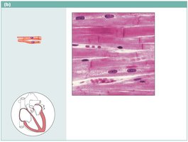 Cardiac muscle tissue photomicrograph