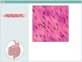 Smooth muscle tissue photomicrograph