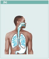 Mucous membranes