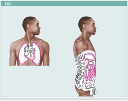 Serous membranes