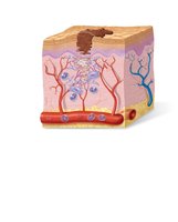 Tissue repair: organization stage