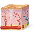 Tissue repair: regeneration and fibrosis stage
