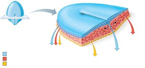 Embryonic germ layers and tissue types