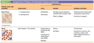 Comparison of Classes of Connective Tissues (part 2)