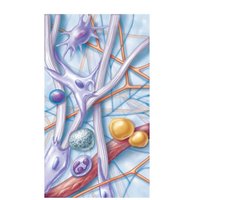 Areolar connective tissue: prototype connective tissue