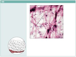Areolar connective tissue photomicrograph