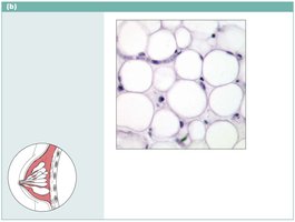 Adipose tissue photomicrograph