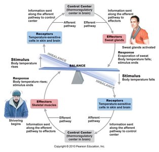 Negative feedback: body temperature regulation
