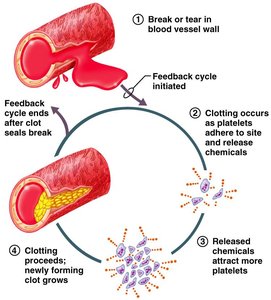 Positive feedback: blood clotting