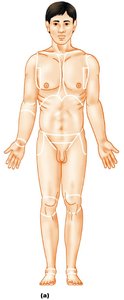 Anatomical position
