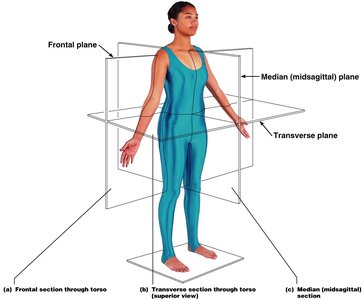 Body planes: sagittal, frontal, transverse