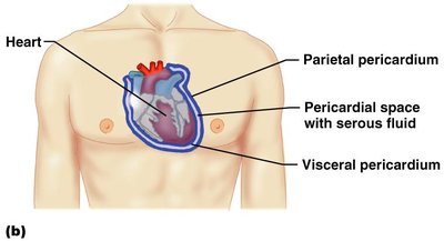 Heart serosae