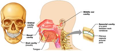 Other body cavities