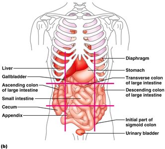 Organs of the abdominopelvic regions