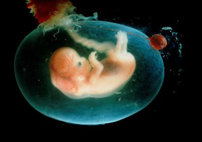 Embryology: human embryo