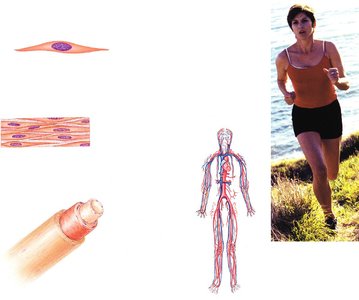 Muscular system and movement