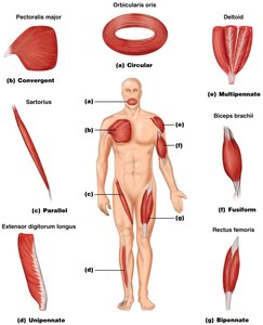 Anatomy & Physiology Muscular System Study Guide | Notes