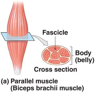 Parallel Muscle Shape Example Anatomy & Physiology Muscular System Study Guide | Notes