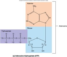 Structure of ATP: adenine, ribose, and three phosphates