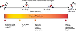 Transition from anaerobic to aerobic metabolism