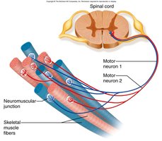 Motor units and muscle fiber recruitment