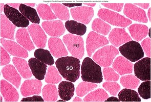 Distribution of muscle fiber types in athletes