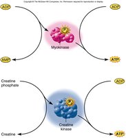 ATP regeneration via myokinase and creatine kinase