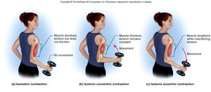 Isotonic contraction: muscle shortens or lengthens