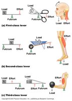 Bones as levers, joints as fulcrums