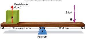 Parts of a lever system: fulcrum, effort, resistance