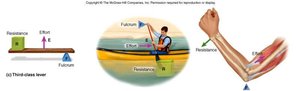 Third-class lever: effort between fulcrum and resistance