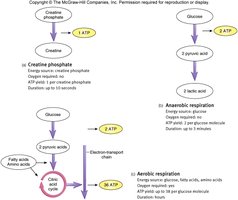 Pathways for ATP production: creatine phosphate, anaerobic glycolysis, aerobic respiration