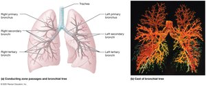 Branching pattern of the bronchial tree