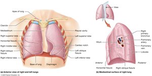 Anatomy of the lungs and associated structures
