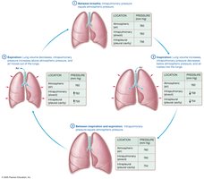 Pressure changes in pulmonary ventilation