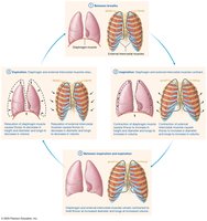 Volume changes in pulmonary ventilation