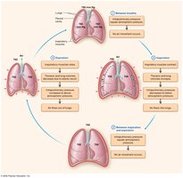 The Big Picture of Pulmonary Ventilation