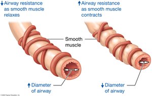 Relationship between airway resistance and airway diameter
