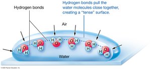 Surface tension at a gas–water boundary