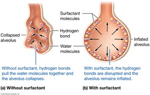 Effect of surfactant on alveolar surface tension