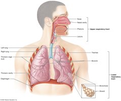 Organs of the respiratory system