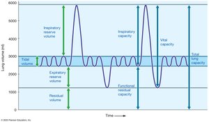 Graph of pulmonary volumes and capacities