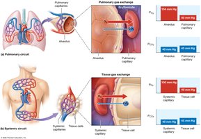 Pulmonary and tissue gas exchange