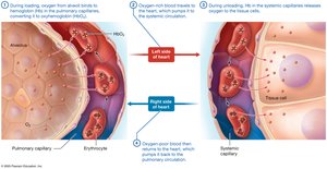 Loading and unloading of oxygen on hemoglobin
