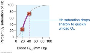 Hb saturation drops at low PO2